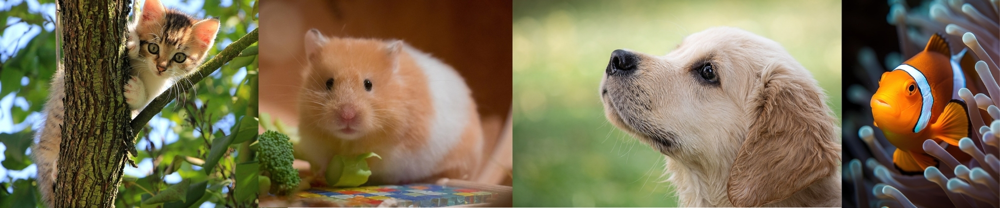 veterinarias, mascotas,  alimento para perros, alimento para gatos,